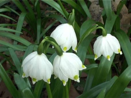 Museum Insel Hombroich : Märzenbecherblüte im Frühjahr